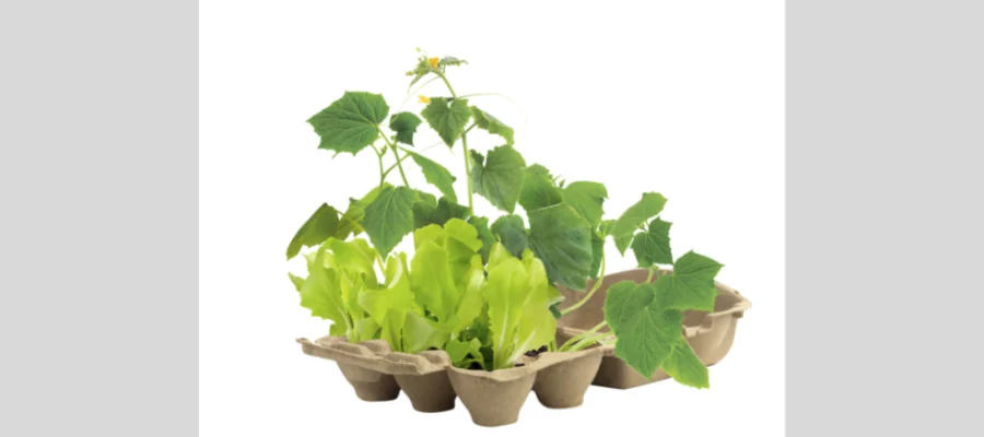 Buzzy® biodegradable ingredient grow kit