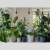 Plant Growing Kit