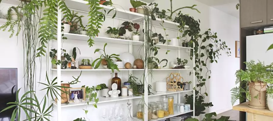 Choosing The Best Plant Shelves For Your Indoor Garden