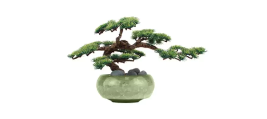 Potted bonsai grow kit
