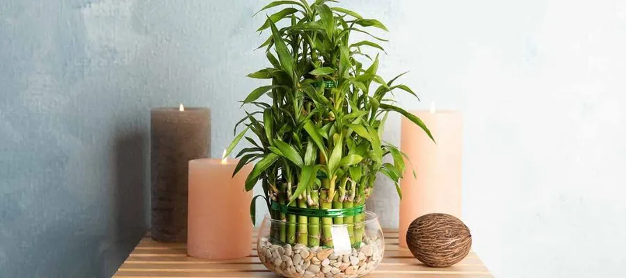 Best Bamboo plants