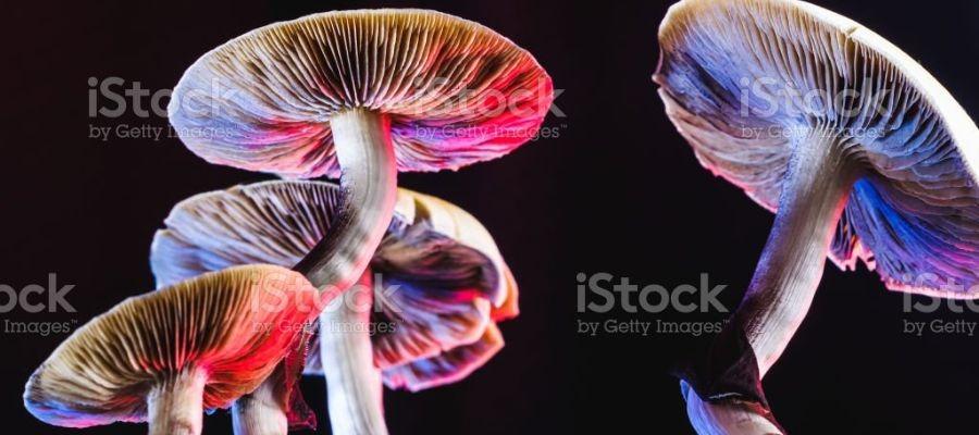 Mexican magic mushroom