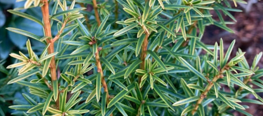 Taxus baccata Ivory Tower 