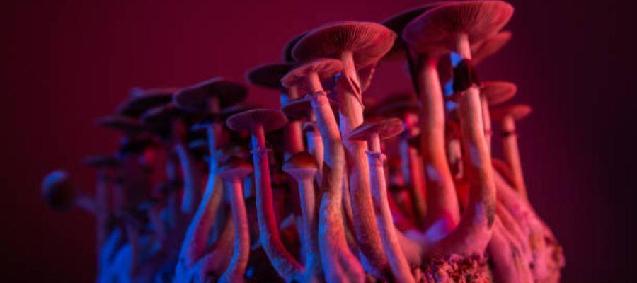 Magic Mushrooms Photos