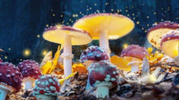 magic mushrooms photos