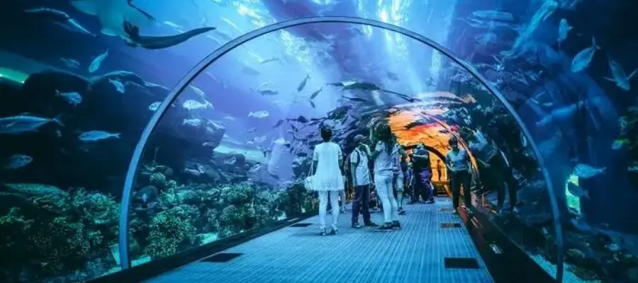 Dubai Aquarium and Underwater Zoo Admission Ticket 