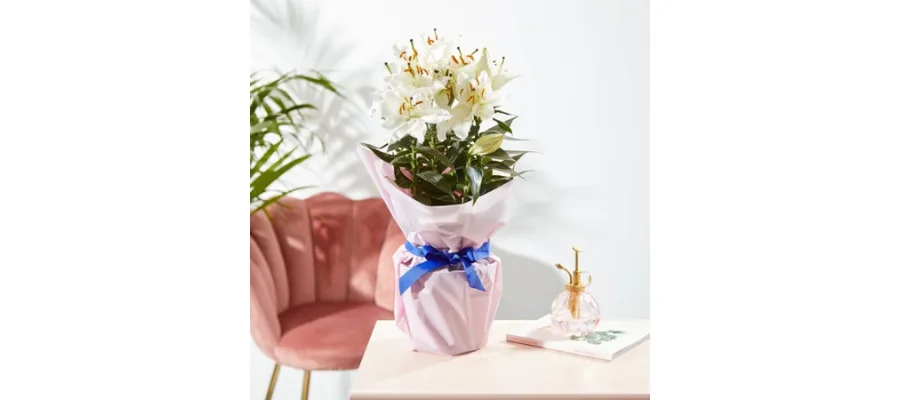 Large Fragrant Gift Wrapped Lily | HerMagic